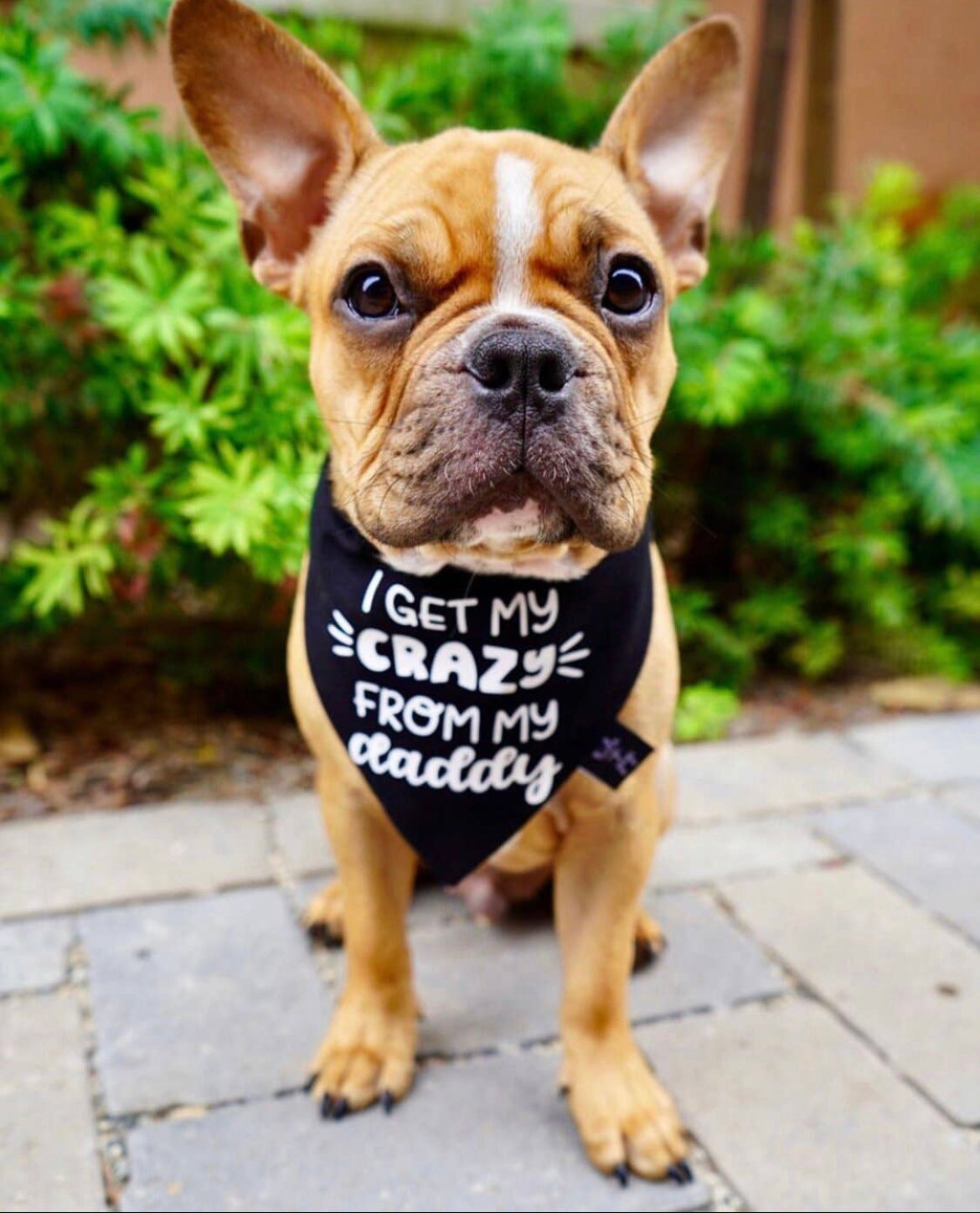 A trendy brown French Bulldog, wearing a "I get my crazy from my daddy" black Dog Bandana by sonia's-vokalized-kreations, sits on a stone path surrounded by green foliage.