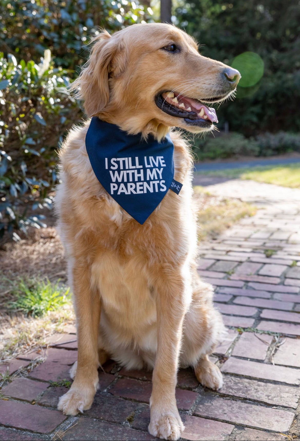 A golden retriever sits on a brick path, wearing a trendy Sonia's Vokalized Kreations Dog Bandana that says, "I still live with my parents.