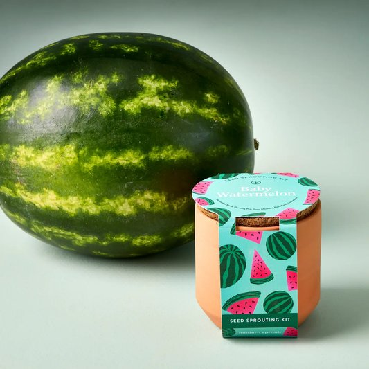 A whole watermelon sits next to Sonia's Vokalized Kreations Tiny Terracotta Garden Kit - Baby Watermelon, a compact seed sprouting kit with colorful packaging, organic seeds, and nutrient-rich coco grow medium.